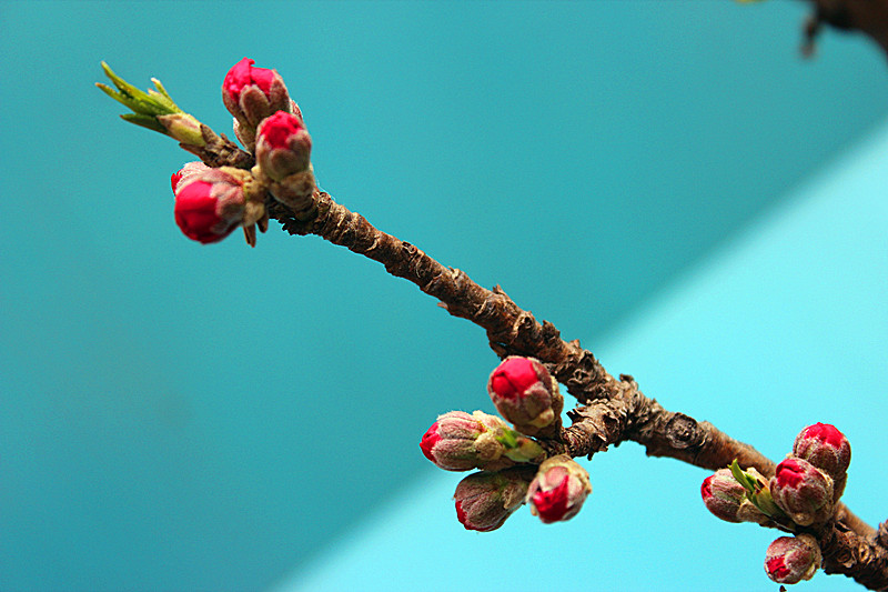 寿桃花蕾