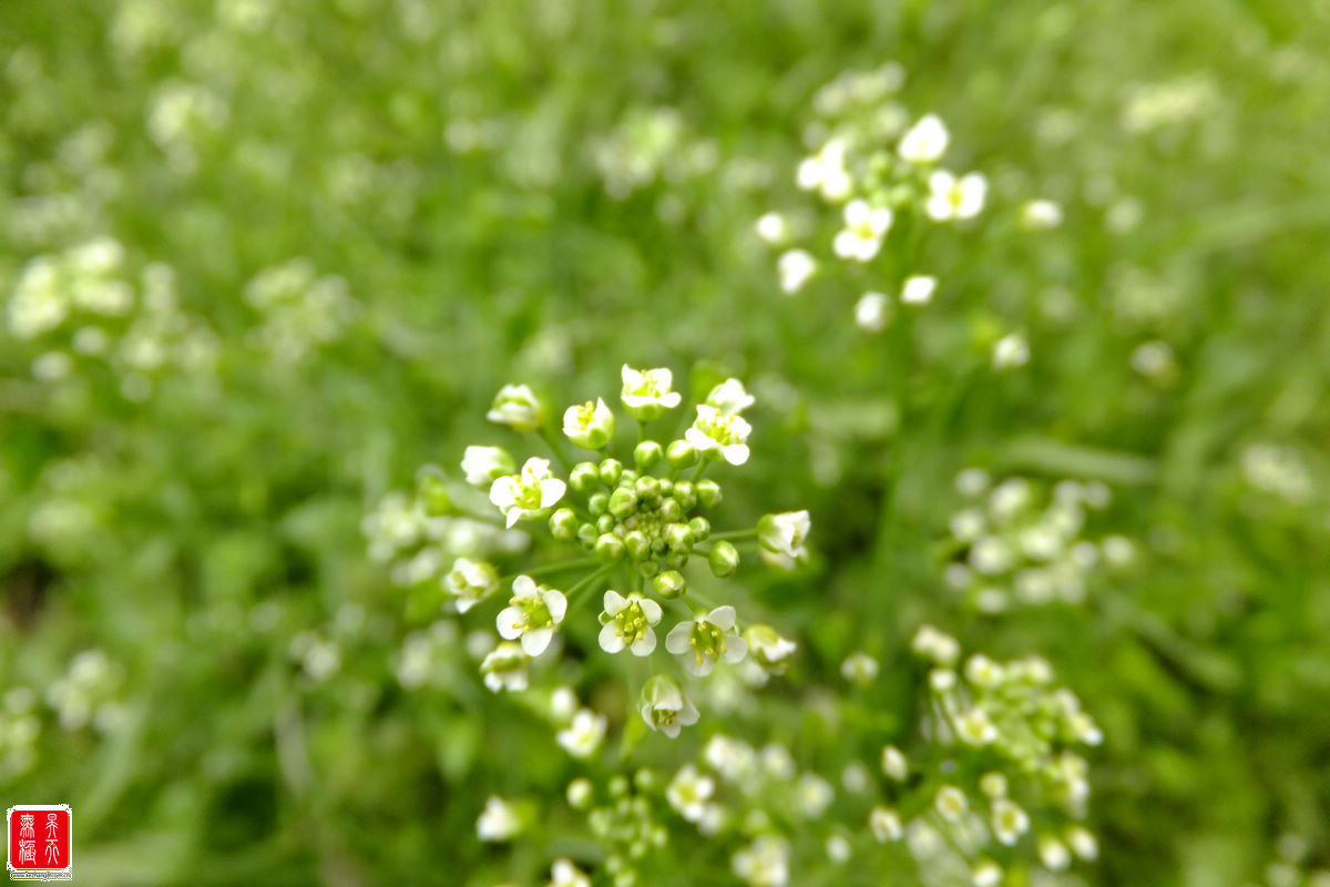 荠荠菜瘦脸打针怎么样会图片