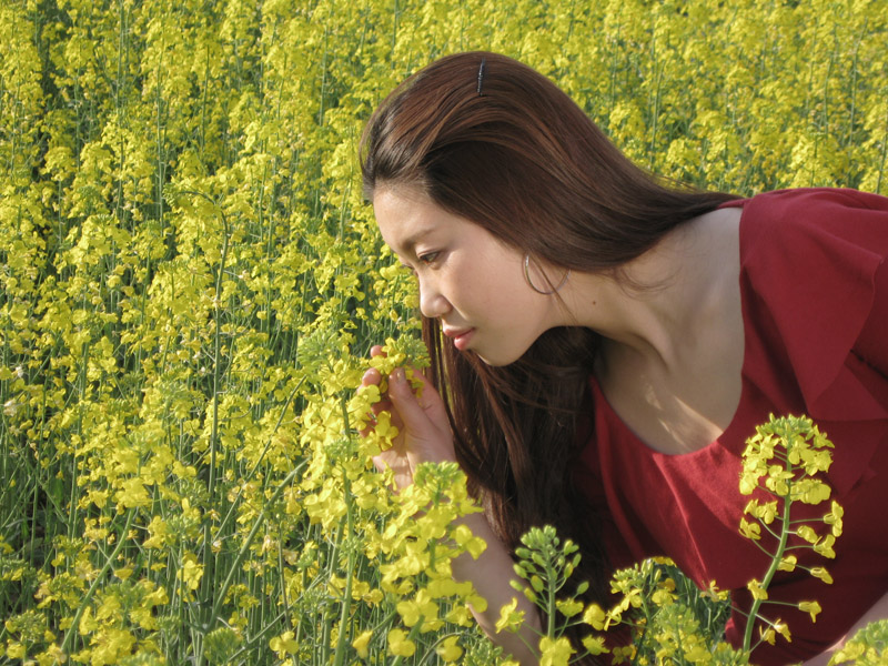 油菜花中美女