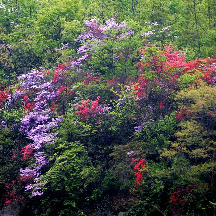 银树沟景区的杜鹃花