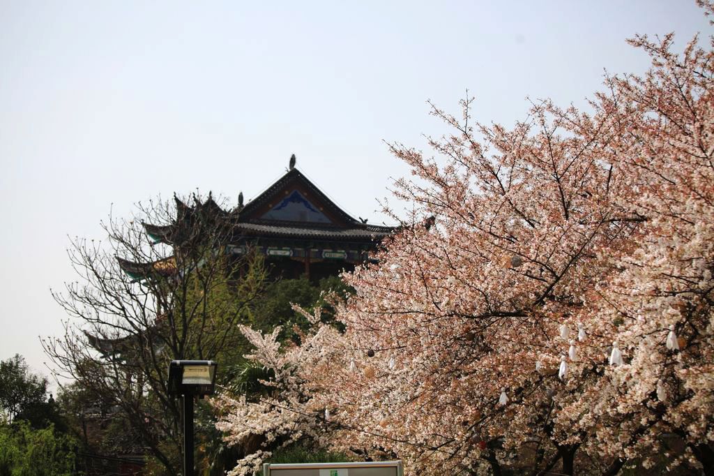 武汉樱花之晴川阁,武大