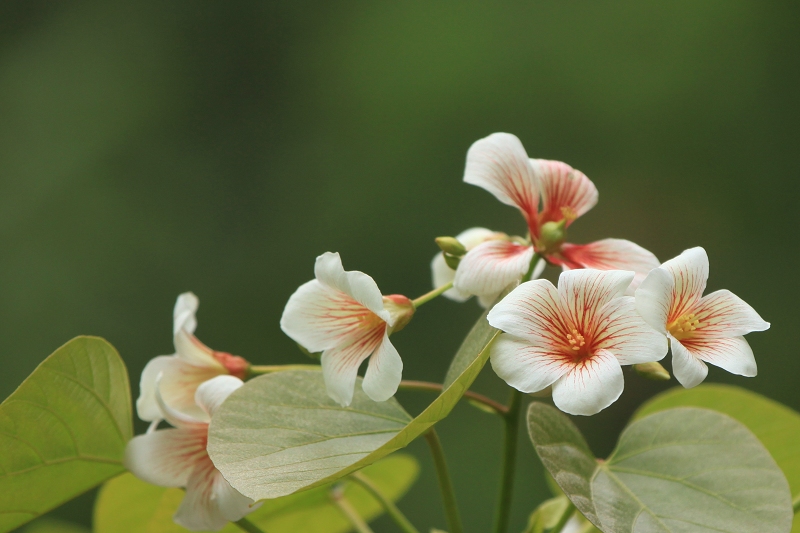 发一组油桐花