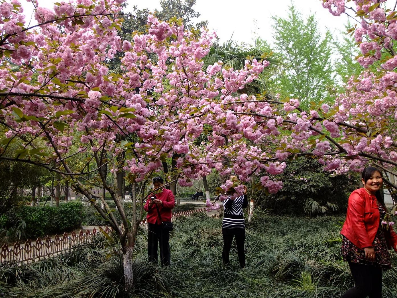 中日友好樱花园的樱花 さくら 桜)