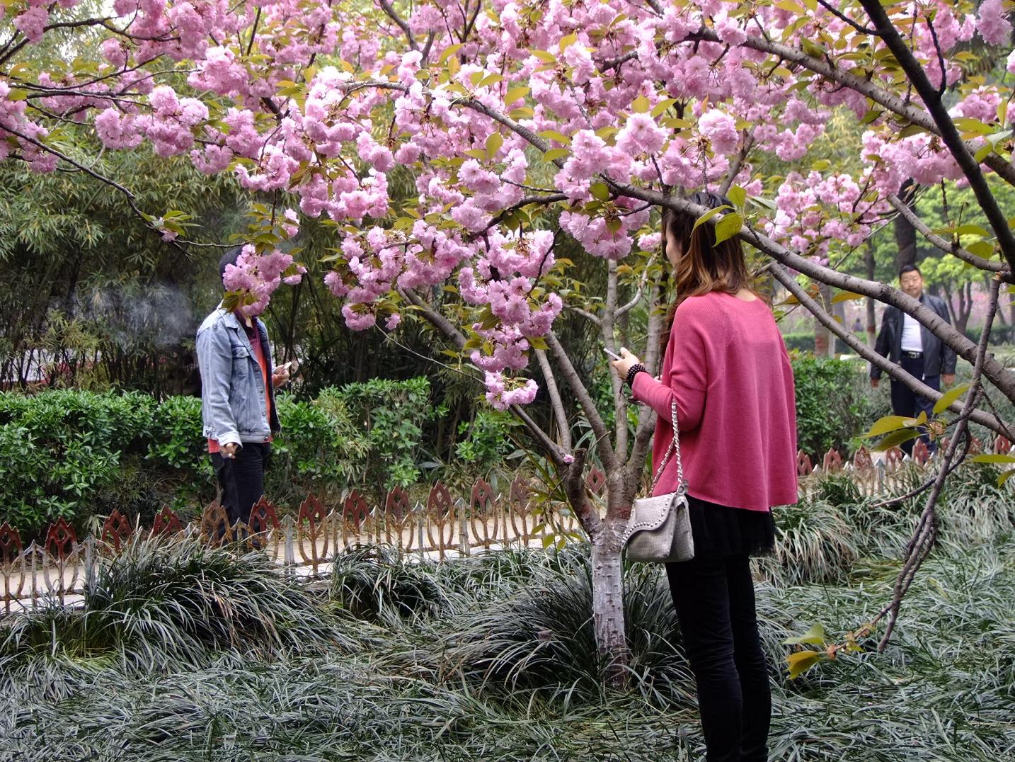 中日友好樱花园的樱花 さくら 桜)