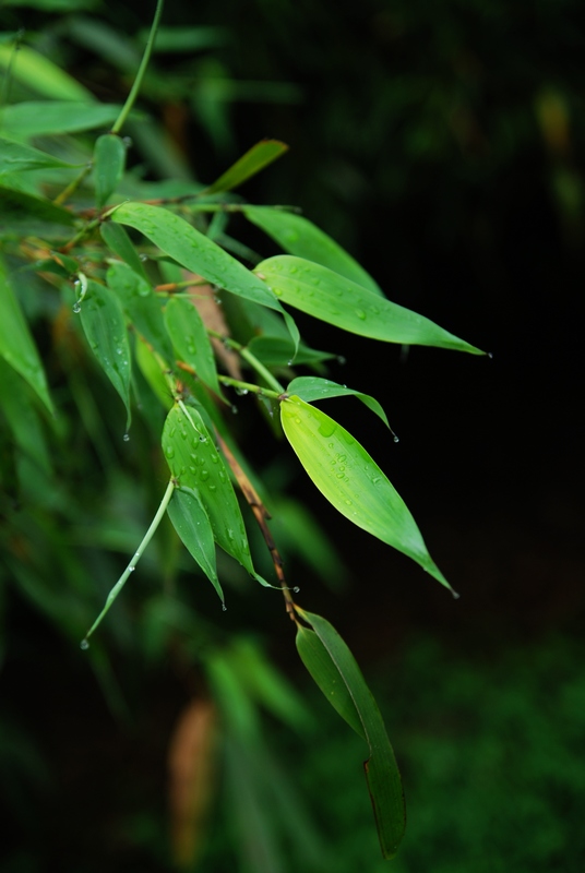 雨竹