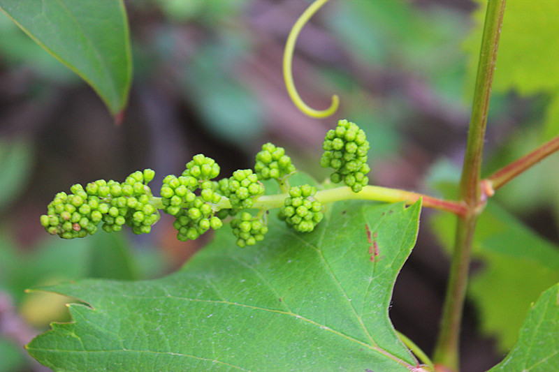 葡萄花一组