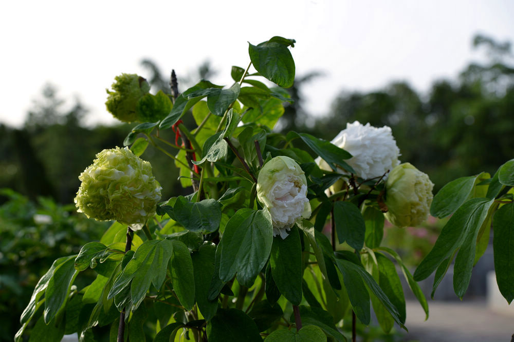 DSC_7274.jpg