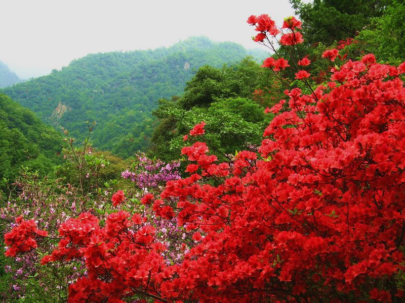 映山红 61  似红霞绕林的映山红 61  【我的视野】★ 杜鹃花