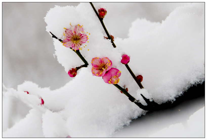 雪中红梅