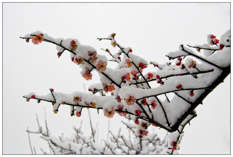 雪中红梅