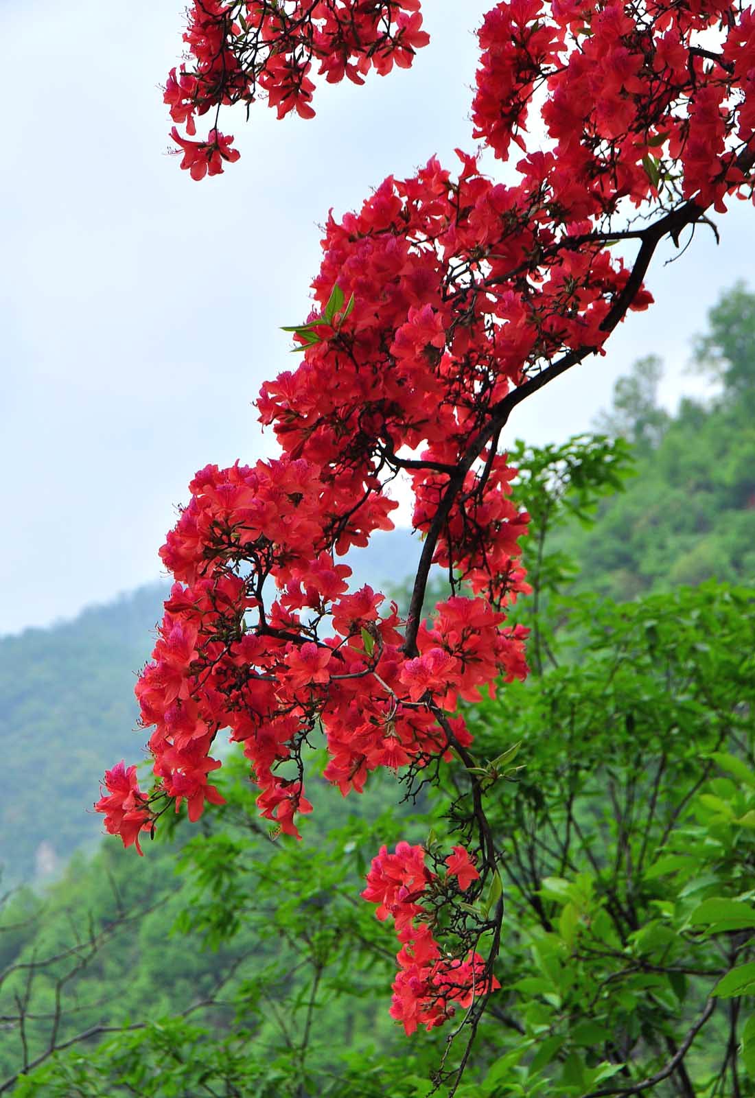 银树沟采风火红的杜鹃花