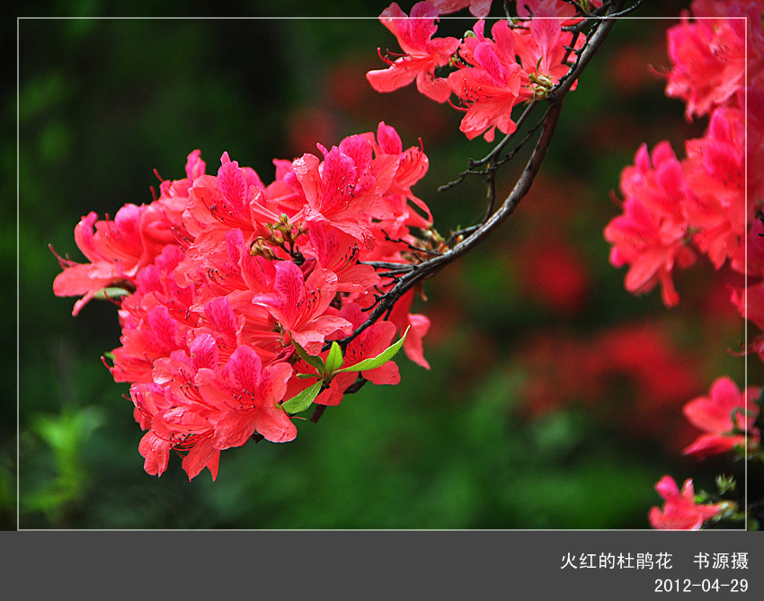 银树沟采风火红的杜鹃花