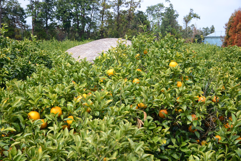 游览韩国橘子园