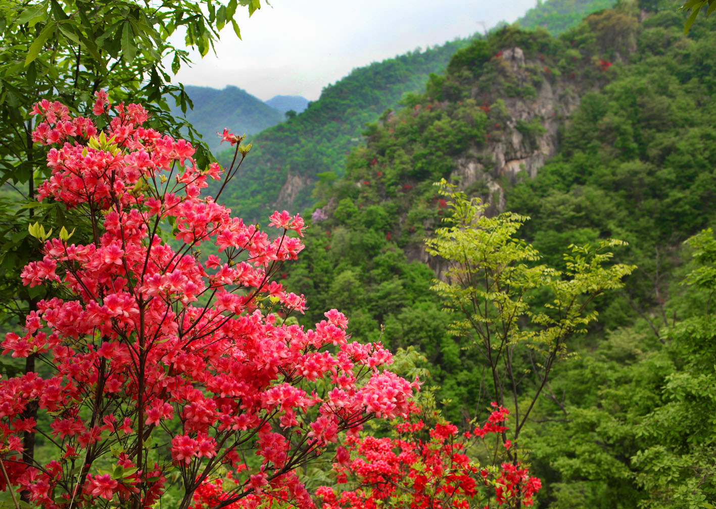 银树沟采风-------杜鹃花