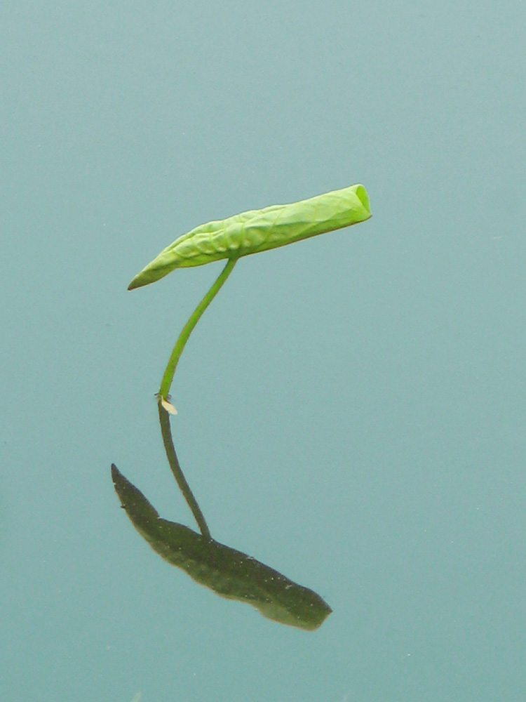 荷花的成长历程