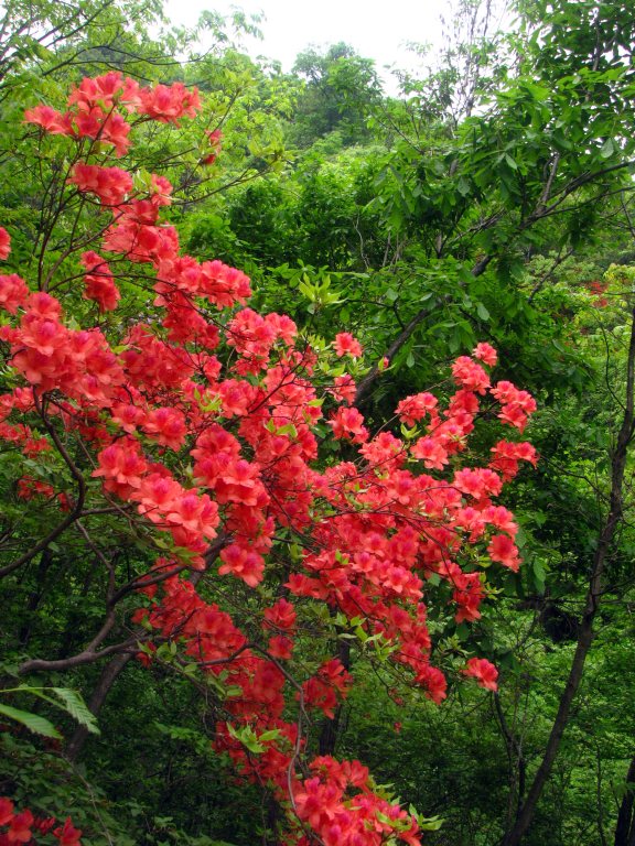 银树沟的杜鹃花----火红的激情