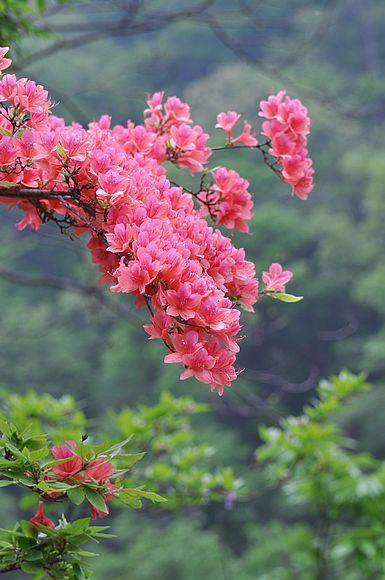 【银树沟杯】杜鹃岭上花开艳(组照)