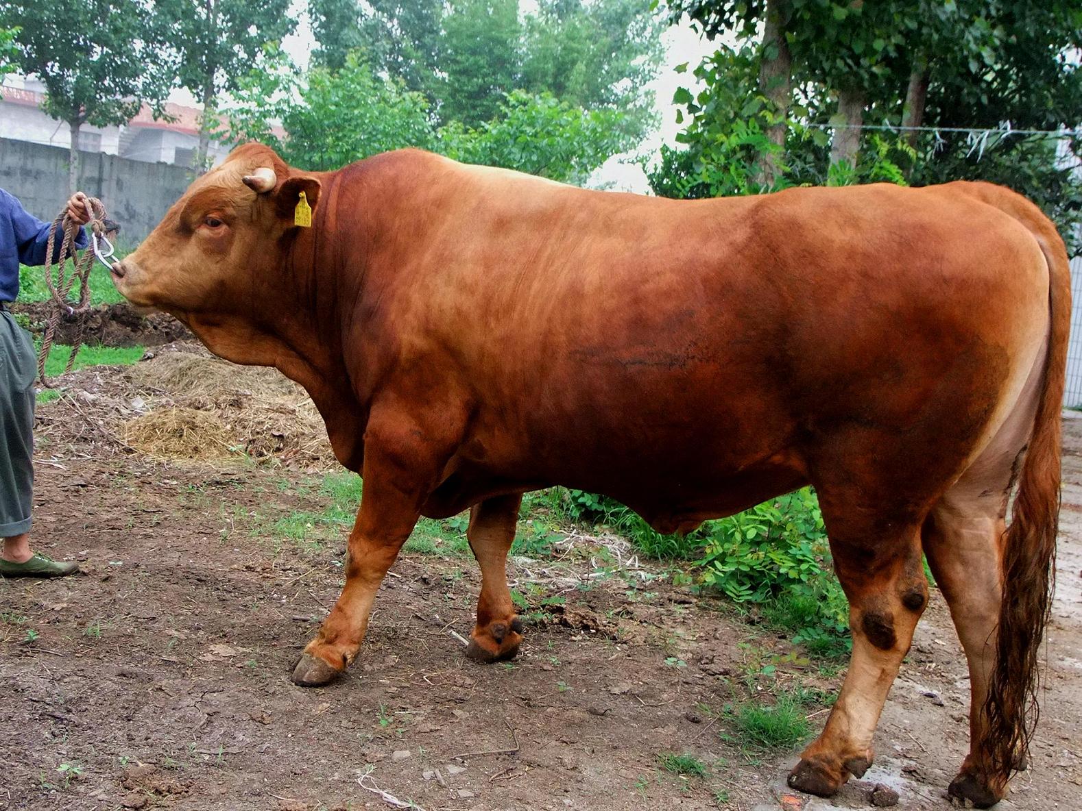 肉牛品种介绍图片大全养殖供应批发价格 全国 牛-食品商务网