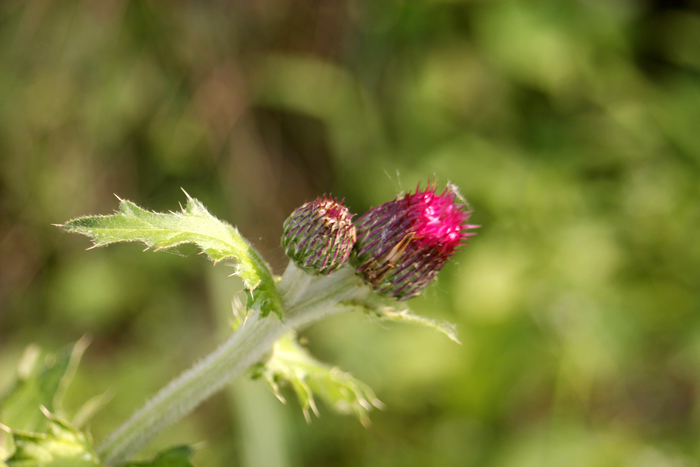 _MG_5496̽.jpg