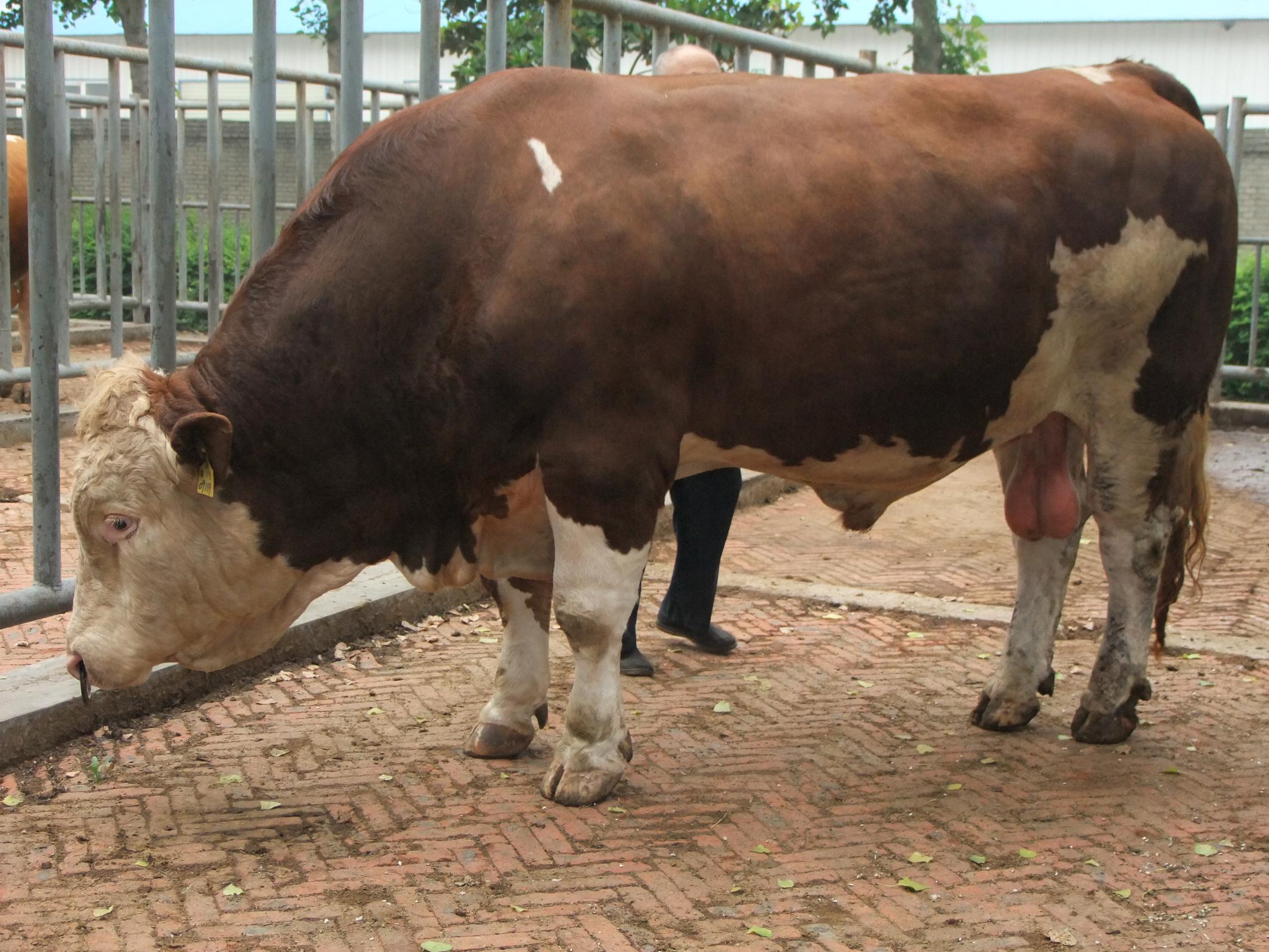 西门塔尔牛 simmental