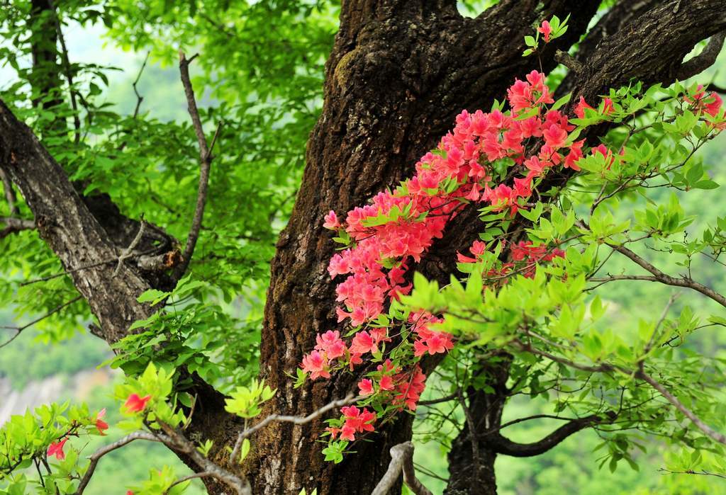 4月29日西峡银树沟拍杜鹃花 080.jpg