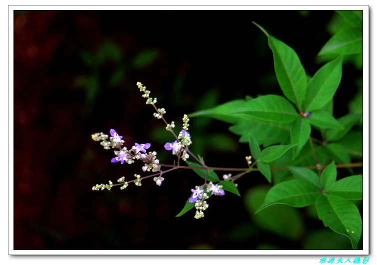 纪念碑》活动 黄荆花