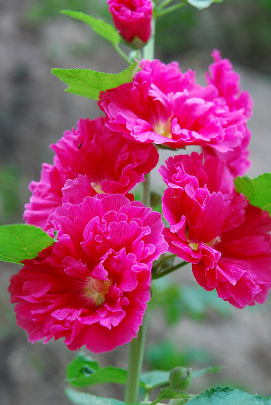 6月3日桐柏部朝阳寺活动之蜀葵花.