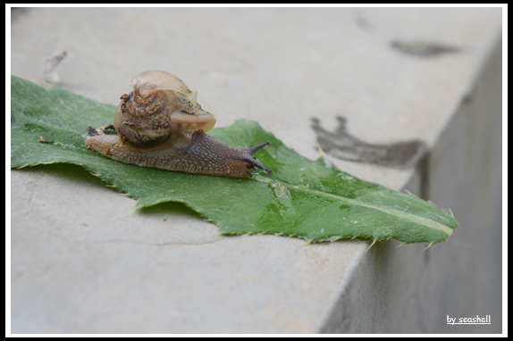 DSC_8235.jpg
