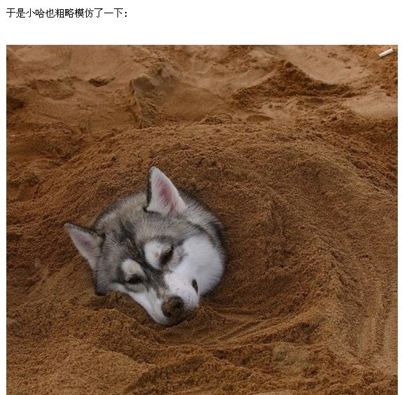 搞笑动物之图文解析哈士奇与狼的区别(3) - 哈士