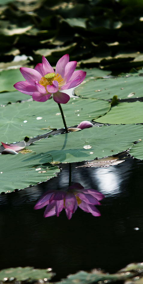 DSC_2595.jpg