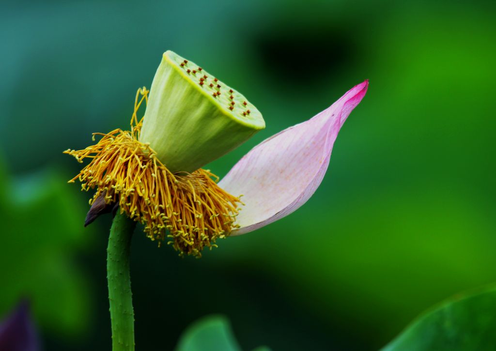 2012武汉东湖荷花节——续4-生态微距-光影中国网-36.