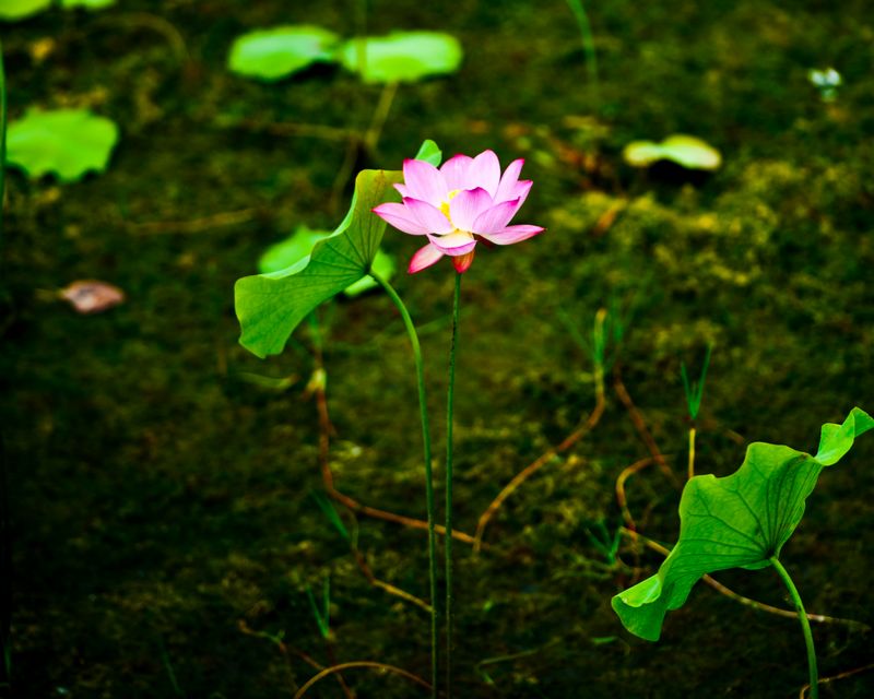 DSC_9944.jpg