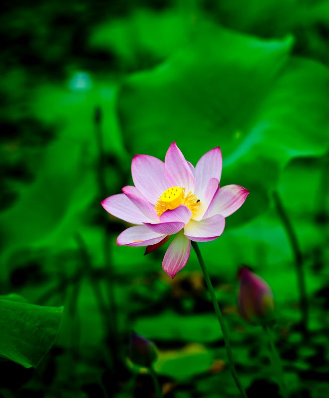 DSC_9921.jpg