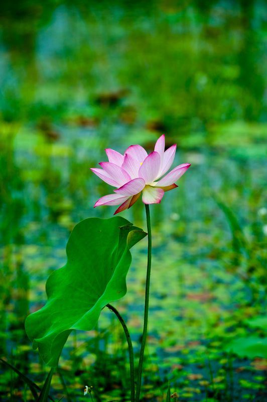 DSC_9910.jpg