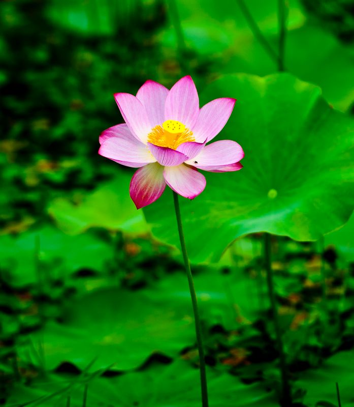 DSC_9884.jpg