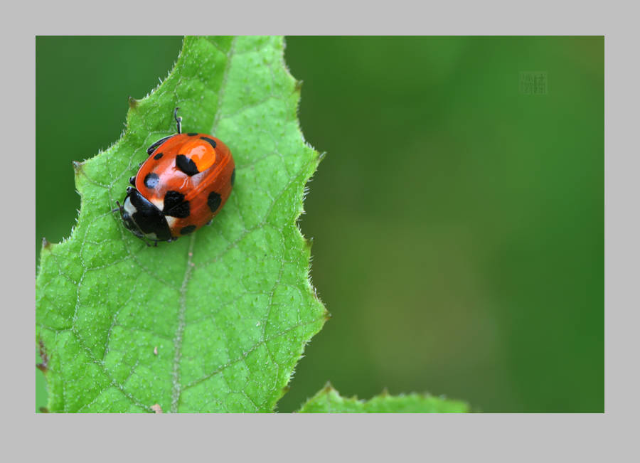 小瓢虫的生活。