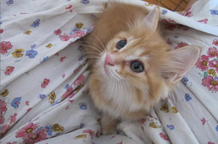 #温柔的长毛黄狸花喵星人求领养求抱走#