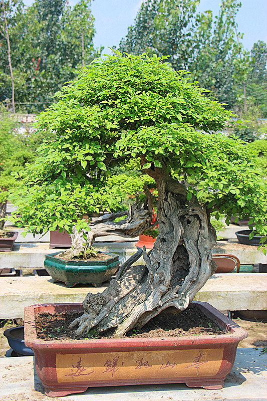 南阳盆景村-边会长作品