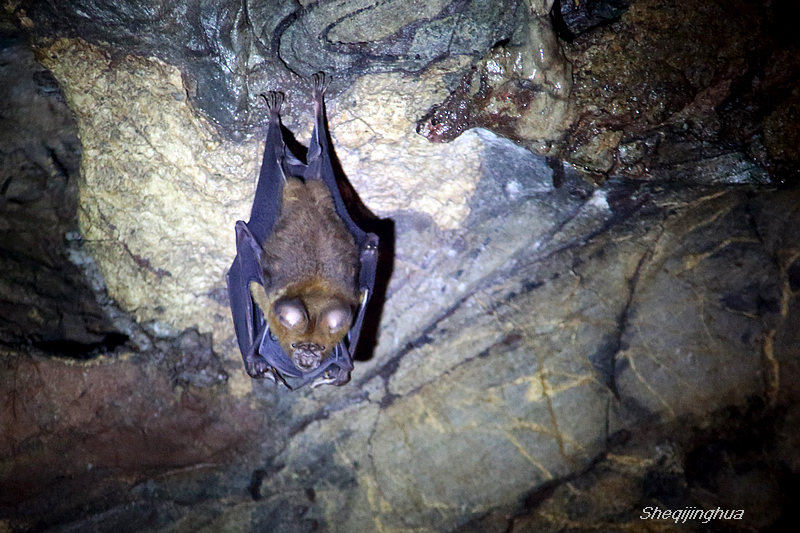 云华蝙蝠洞-行摄风光-南阳社区-bbs.01ny.cn -