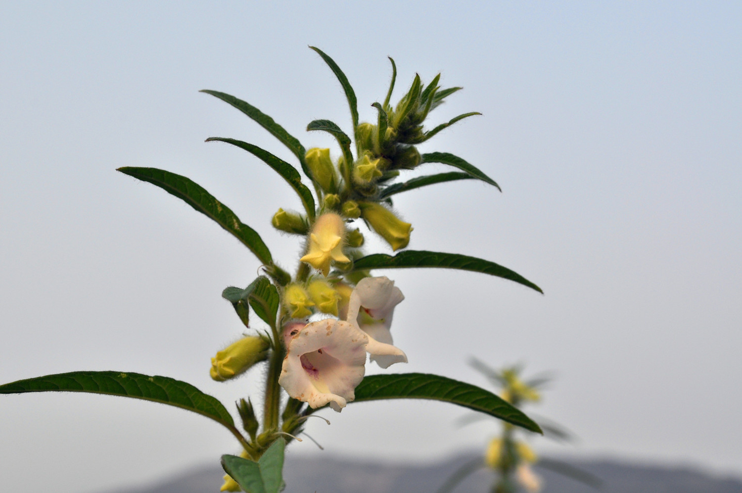 芝麻开花节节高