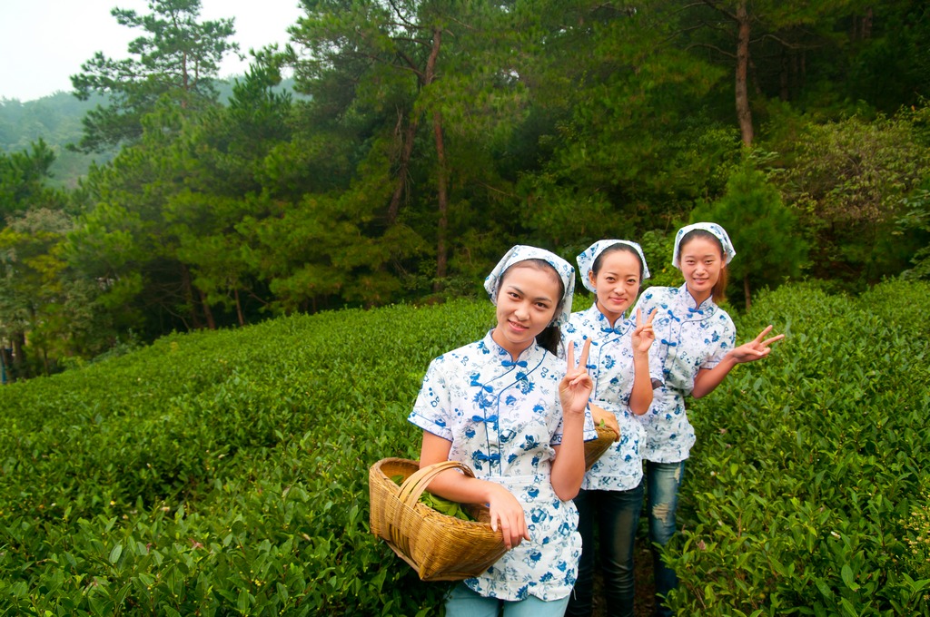 本组要求是突出山野茶,特别是林间茶园特点. 我看差不多了.