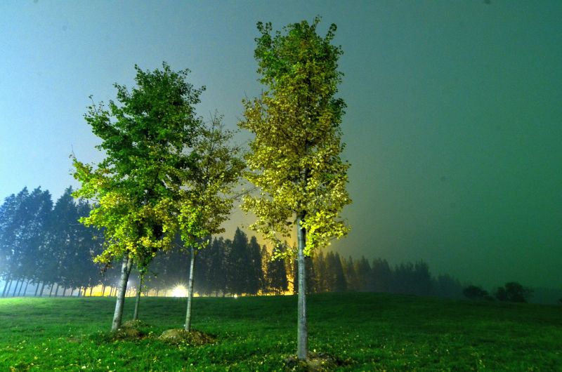 夜色风景树