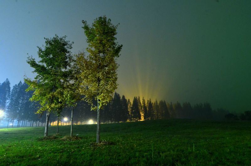 夜色风景树