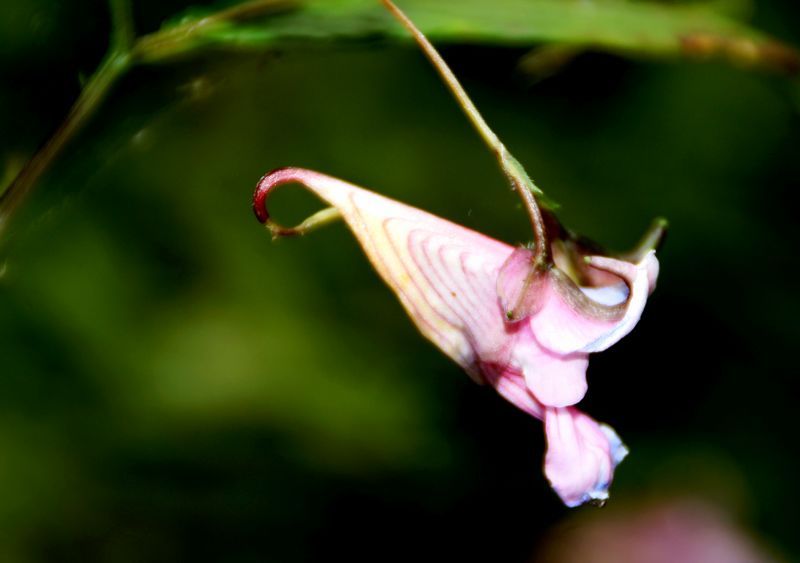 龙虾花