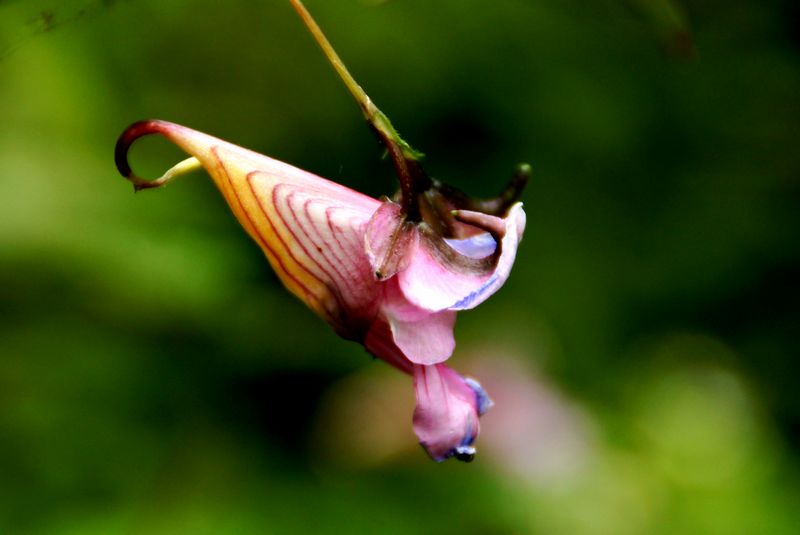 龙虾花