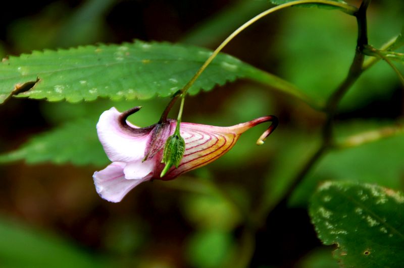 龙虾花