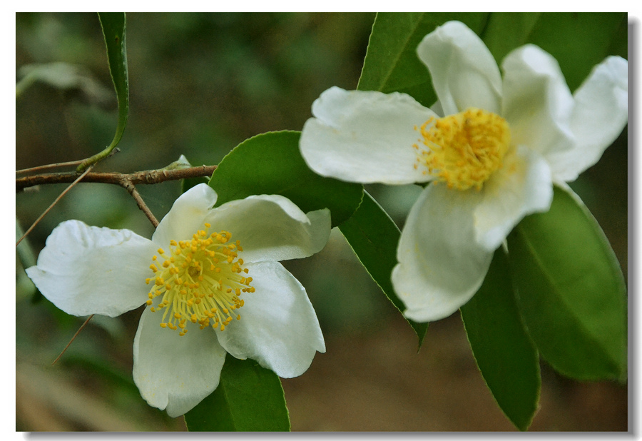 油茶花