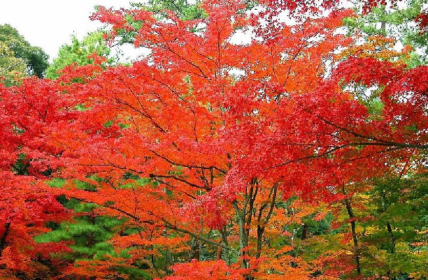 10月21日国家AAAAA景区尧山赏红叶自驾一日