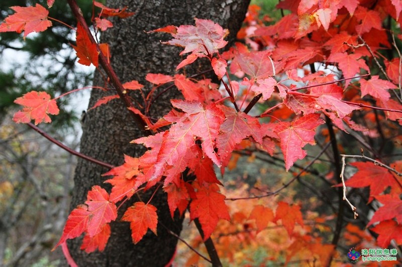 10月21日国家AAAAA景区尧山赏红叶自驾一日