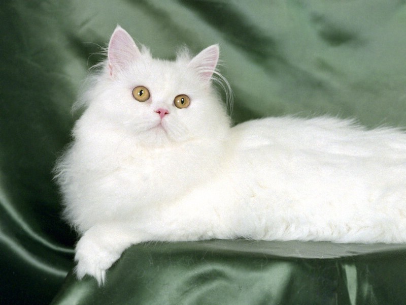 可爱的小猫咪